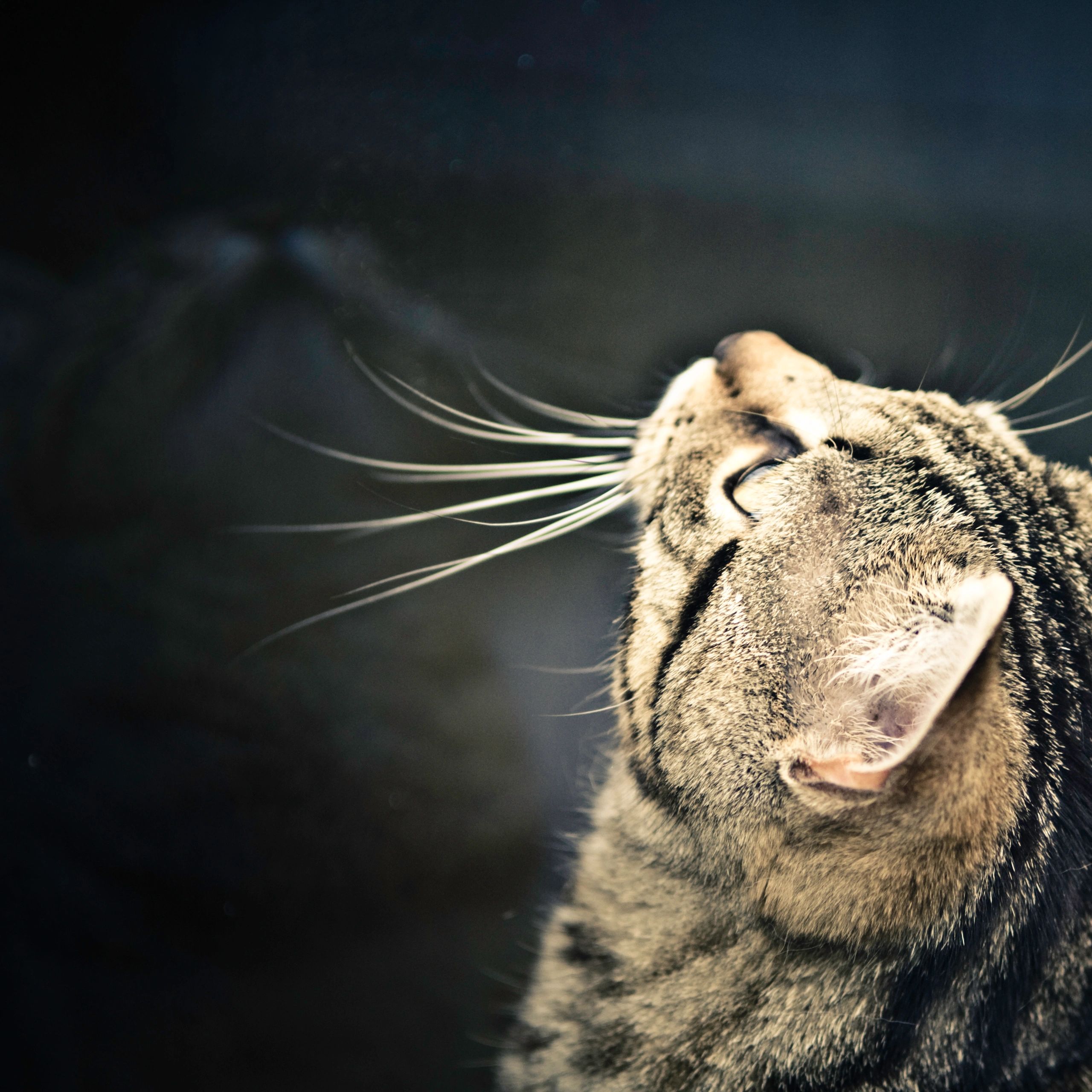 Cat Looking Up