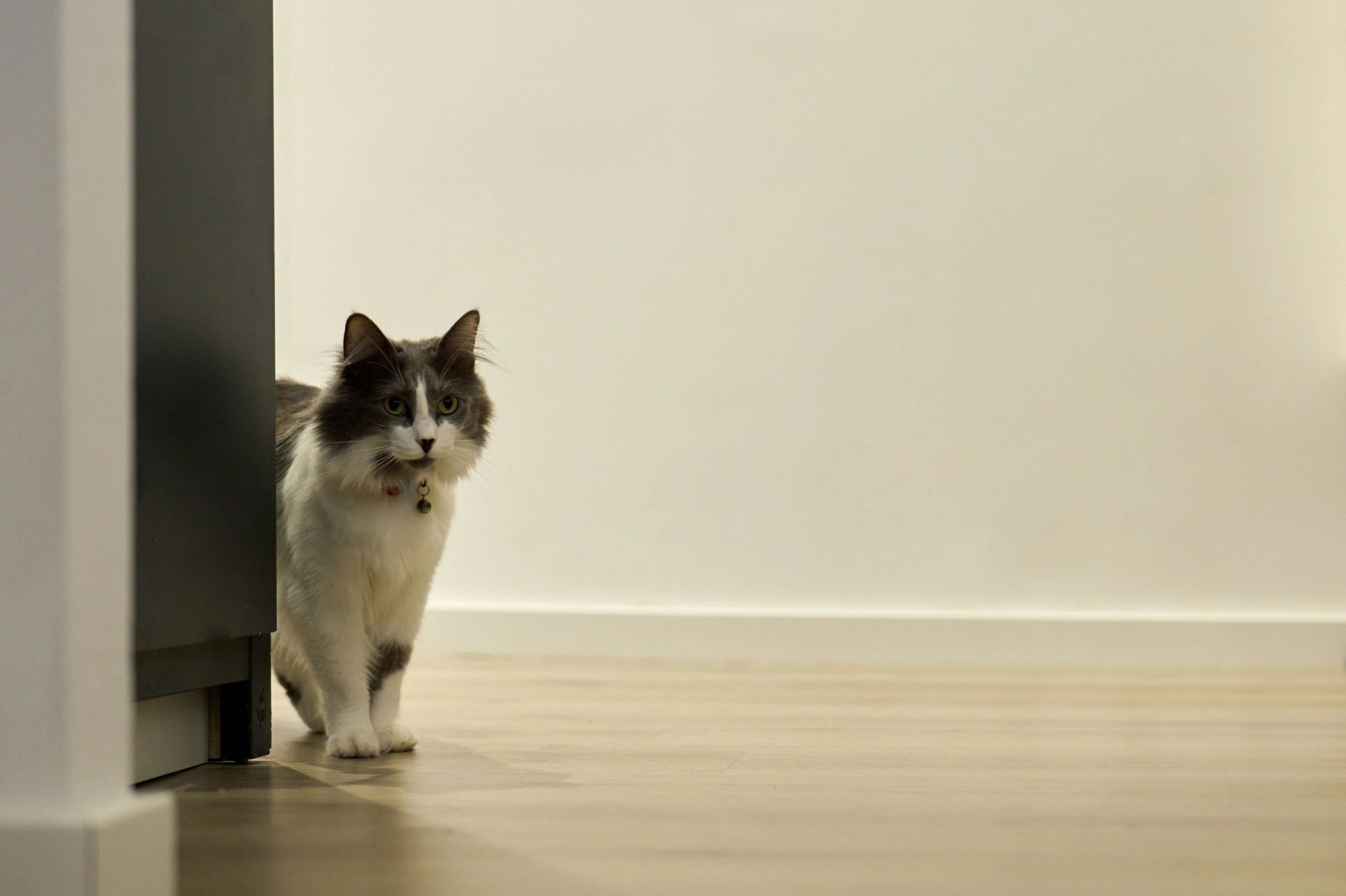 Domestic cat peeking around corner observing