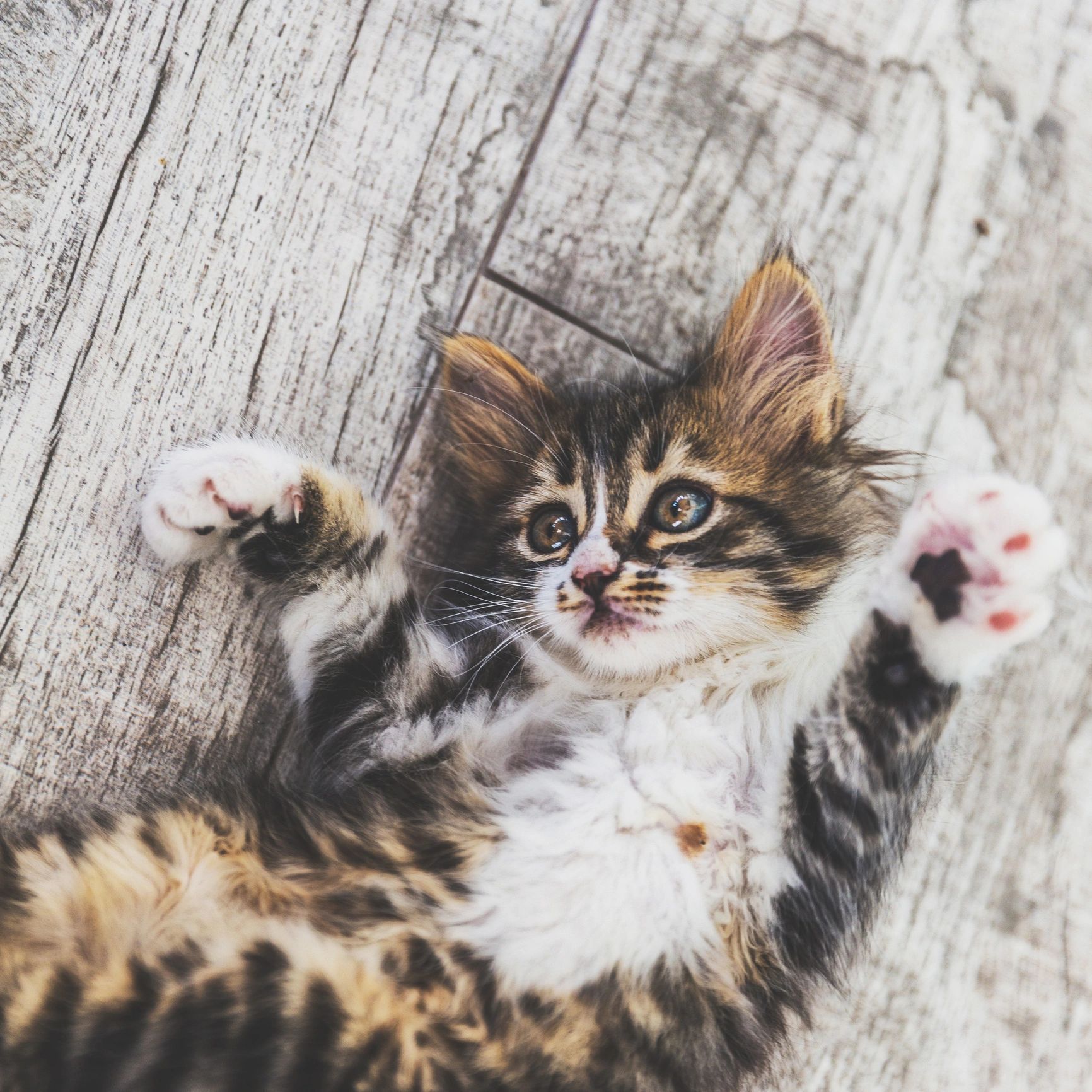 Little Siberian Breed Cat Playing on Ground