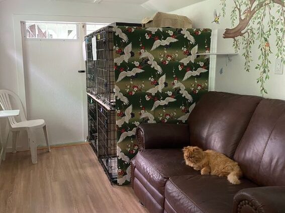Cat On Couch (1024 x 768 px) - Cat Boarding Hawaii - Cat Boarding Hawaii