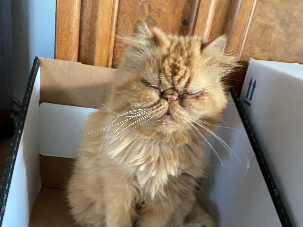 Cat in a Box (1024 x 768 px) - Cat Boarding Hawaii - Cat Boarding Hawaii