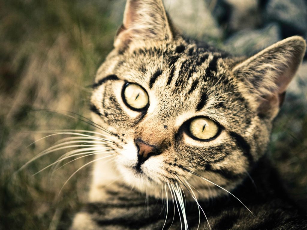 Tabby Cat - Cat Boarding Hawaii - Cat Boarding Hawaii